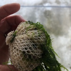 モスボール　水草
の画像
