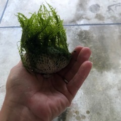モスボール　水草
の画像