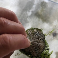 モスボール　水草
の画像