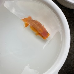 🐟金魚当歳ランチュウ2🐟の画像