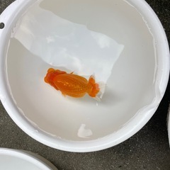 🐟金魚当歳ランチュウ2🐟の画像