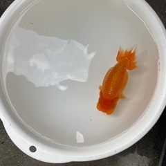 🐟金魚当歳ランチュウ2🐟の画像