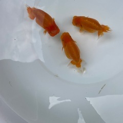 🐟金魚当歳ランチュウ2🐟の画像