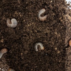 オオクワガタ　能勢YG 初令幼虫　6匹　　の画像