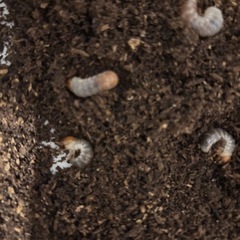 オオクワガタ　能勢YG 初令幼虫　6匹　　の画像