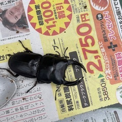 オオクワガタ　能勢YG 初令幼虫　6匹　　の画像