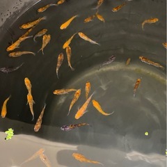 3色メダカ赤強🌷　15匹　メダカ　めだかの画像