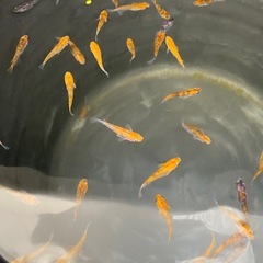 3色メダカ赤強🌷　15匹　メダカ　めだかの画像