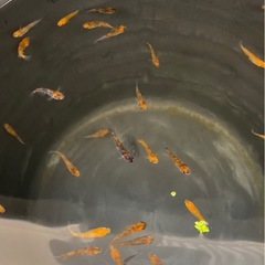 3色メダカ赤強🌷　15匹　メダカ　めだかの画像