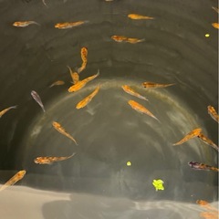 3色メダカ赤強🌷　15匹　メダカ　めだかの画像
