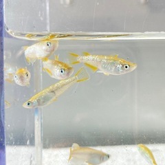 グリーンティアラ👑 12匹 メダカ　メダカの画像