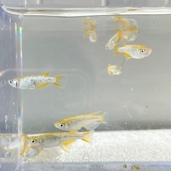 グリーンティアラ👑 12匹 メダカ　メダカの画像