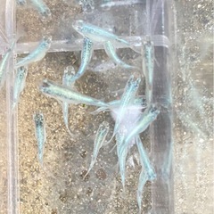 サボテン体外光系🌵　12匹　メダカ　めだかの画像