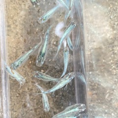 サボテン体外光系🌵　12匹　メダカ　めだかの画像