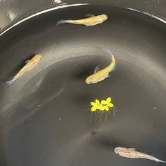 激安‼️シークレットどうぞ㊙️ メダカ２ペア　めだかの画像