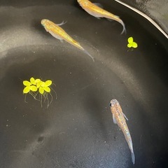 激安‼️シークレットどうぞ㊙️ メダカ２ペア　めだかの画像