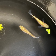激安‼️シークレットどうぞ㊙️ メダカ２ペア　めだかの画像