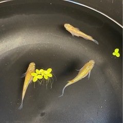 激安‼️シークレットどうぞ㊙️ メダカ２ペア　めだかの画像