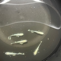 グラディオ メダカの画像