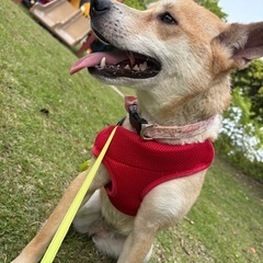雑種