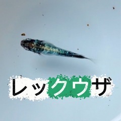 ⑥高級メダカを格安で✨【レックウザ】針子、稚魚、成魚の画像