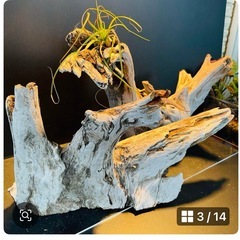流木NO14の画像
