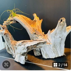 流木NO14の画像