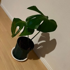 モンステラ　観葉植物の画像