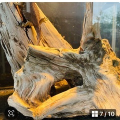 流木N15［値段交渉受付します］の画像