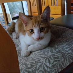 助けてください。子猫里親募集　茶白　子猫　3ヶ月