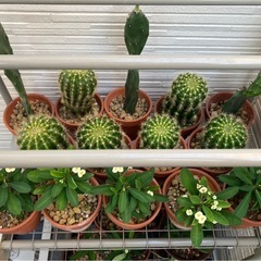 観葉植物🌵小の画像