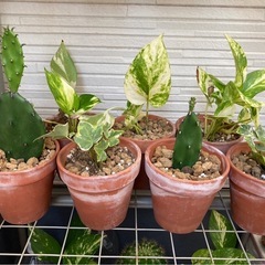 素焼き観葉植物🌵大の画像