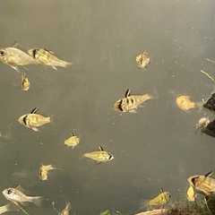 ラミレジィ5匹の画像