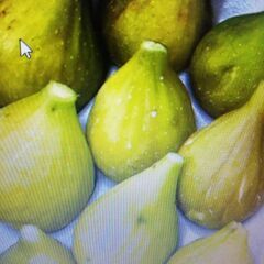 Song  for  anna fig 差し上げますの画像