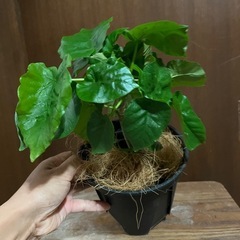 ウンベラータの画像