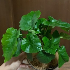 ウンベラータの画像