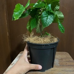 ウンベラータの画像