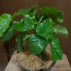 ウンベラータの画像