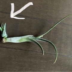 エアプランツ　 チランジアの子株の画像