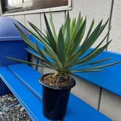ユッカ　グロリオサの画像