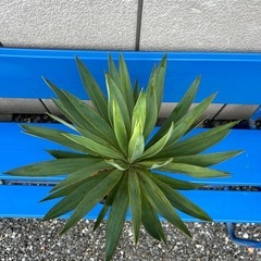 ユッカ　グロリオサの画像