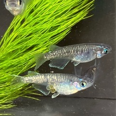 黒幹之カガミ鱗の卵20＋α の画像