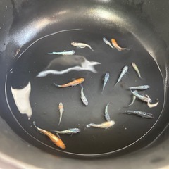 ラスト　⚠️09/23(火)夕方までの取引限定　★【現物個体】そこそこ豪華な高級品種メダカ・15匹の画像