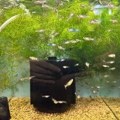 🐠国産グッピー モスコーパンダ　1ペア350円 5ペア以上で1ペア250円【在庫7ペア】自家繁殖個体 熱帯魚 国産 グッピー No.3の画像