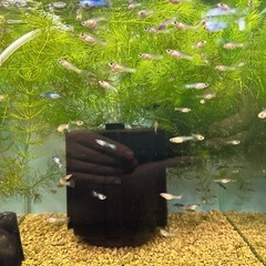 🐠国産グッピー モスコーパンダ　1ペア350円 5ペア以上で1ペア250円【在庫7ペア】自家繁殖個体 熱帯魚 国産 グッピー No.3の画像