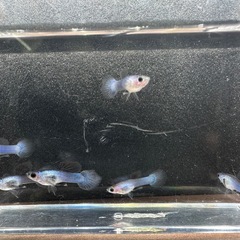 🐠国産グッピー モスコーパンダ　1ペア350円 5ペア以上で1ペア250円【在庫7ペア】自家繁殖個体 熱帯魚 国産 グッピー No.3の画像