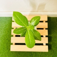 アデニウム　オベスム　観葉植物　多肉植物　ハイドロカルチャーの画像