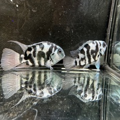 🐠産卵経験済 ブルータイガーパロット 完全ペア  全長±6.5㎝ 5.5㎝　1ペア700円 シクリッド ゼブラパロット  No.05の画像