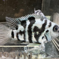 🐠産卵経験済 ブルータイガーパロット 完全ペア  全長±6.5㎝ 5.5㎝　1ペア700円 シクリッド ゼブラパロット  No.05の画像