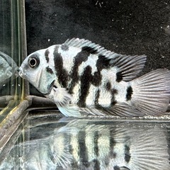 🐠産卵経験済 ブルータイガーパロット 完全ペア  全長±6.5㎝ 5.5㎝　1ペア700円 シクリッド ゼブラパロット  No.05の画像